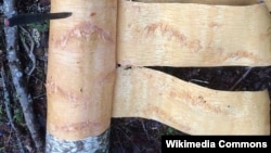 Bark from the birch tree, which the Anishinaabe call wiigwaasabak.