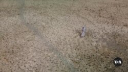 Iraq Farms Swallowed by Desert 