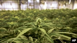 미국 미시간주에서 재배되고 있는 대마초 (자료사진)