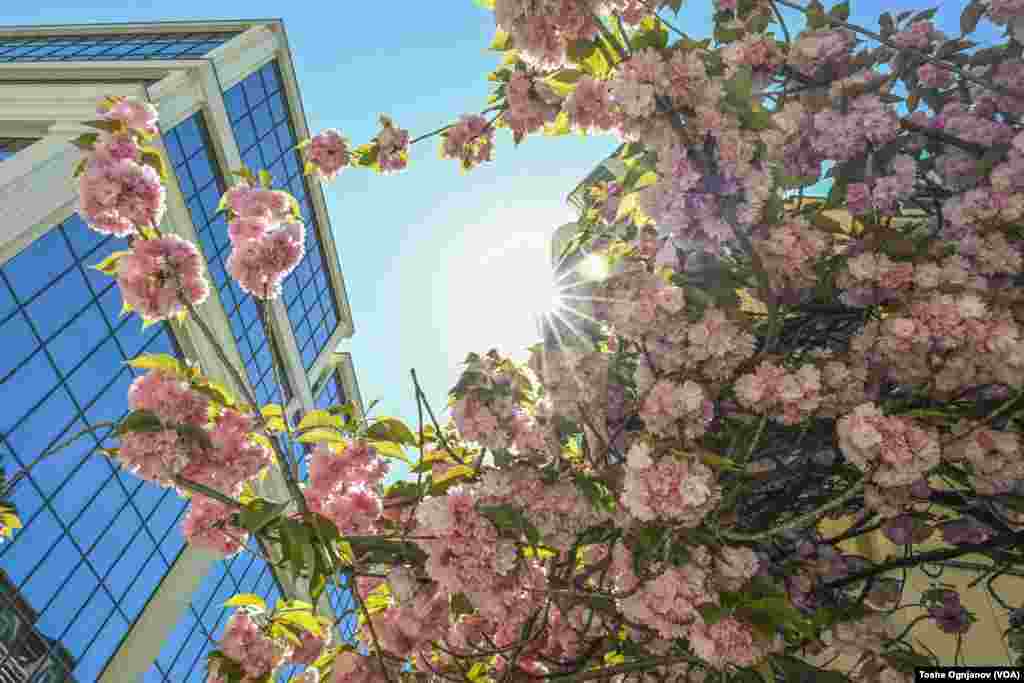 Cherry blossom in Skopje, North Macedonia, 04.04.2024