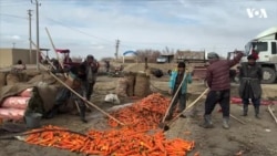 د کوکنارو بدیل کښتونه د بیو ټېټوالي څخه د کروندګر شکایت
