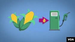 กราฟฟิกแสดงให้เห็นการใช้ผลผลิตทางการเกษตรมาผลิตเชื้อเพลิง