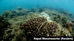 Peralatan penangkapan ikan yang dibuang terletak di terumbu karang di Phuket, Thailand, 4 April 2024. (Foto: REUTERS/Napat Wesshasartar)