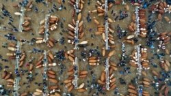 ရောဂါကူးစက်မှု အန္တရာယ်ကြောင့် ပြည်ပက အသားတင်သွင်းမှုတွေ တရုတ်နိုင်ငံကန့်သတ်