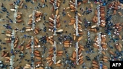 ປະຊາຊົນ​ໄປ​ຢ້ຽມ​ຢາມ​ຕະຫຼາດ​ລ້ຽງ​ສັດ​ແຫ່ງ​ໜຶ່ງ​ໃນ​ເມືອງ Qianxinan Buyei ​ແລະ​ແຂວງ​ປົກຄອງ​ຕົນ​ເອງ Miao, ​ແຂວງ Guizhou ທາງ​ພາກ​ຕາ​ເວັນ​ຕົກ​ສຽງ​ໃຕ້​ຂອງ​ຈີນ.