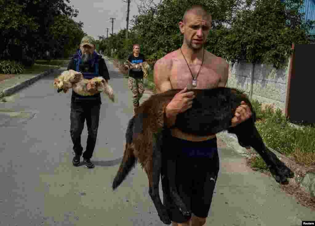 Volunteers evacuate dogs, previously sedated, from a flooded area after the Nova Kakhovka dam breached, in Kherson, Ukraine, June 7, 2023.