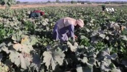 سږ کال په کندهار کې د مارو کدو حاصلات ښه مارکیت لري - کروندګر