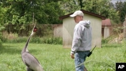FILE - The white-naped crane Walnut and her keeper Chris Crowe walk in the grounds of her habitat at the Smithsonian's National Zoo in 2021. 