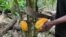 FILE - A farmer cuts a cocoa pod with a machete in his drought-stricken cocoa field in Nkengue village, in the Central region of Cameroon, Aug. 1, 2021.