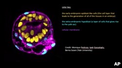 This graphic provided by Yale University shows an image of a human embryo model. (Monique Pedroza, Ipek Gassaloglu, Berna Sozen/Yale University via AP)
