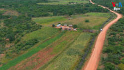 ពលរដ្ឋ​ស៊ីមបាវ៉េ​ចាប់​ផ្តើម​ផ្លាស់ប្តូរ​ទៅ​ដាំដុះ​គ្រាប់​ធញ្ញជាតិ​តូចៗ​វិញ​ដើម្បី​សម្រប​នឹង​ការ​ប្រែប្រួល​អាកាសធាតុ