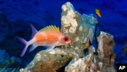 Fish swim at the Flower Garden Banks National Marine Sanctuary, in the Gulf of Mexico, off the coast of Galveston, Texas, Sept. 17, 2023.