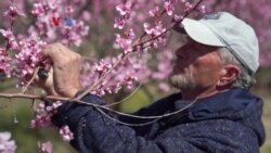 Perubahan Iklim Ancam Petani dan Industri Buah di AS
