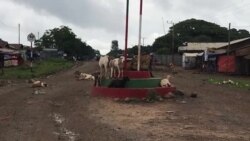 Horroo Guduruu Wallaggaa, Aanaa Guduruu Keessatti Wixata Dabre Namoonni Nagaan 8 Haleellaa Dirooniitiin Ajjeesaman, Jedhame