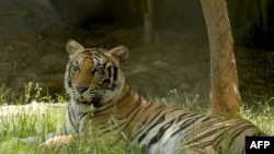 រូបឯកសារ៖ សត្វខ្លាមួយក្បាលនៅ​សួនសត្វភ្នំពេញ នៅ​រាជធានីភ្នំពេញ កាលពីថ្ងៃទី២៣ ខែមិថុនា ឆ្នាំ២០១៨។ 