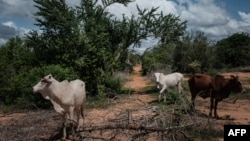 Une forêt du Kenya.