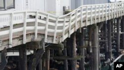 FILE - Sea lions rest below a damaged portion of the Santa Cruz Wharf in Santa Cruz, Calif., Jan. 12, 2024.