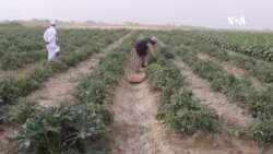 بارندگی‌ها در بلخ؛ دهقانان از افزایش حاصلات زراعتی شان خرسند اند