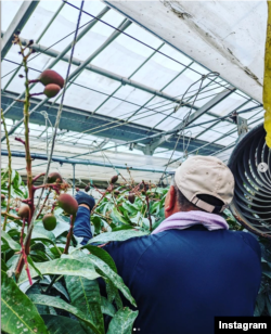 گرین ہاؤس میں میازاکی کے پودوں کی دیکھ بھال پر بہت توجہ دی جاتی ہے۔ فائل فوٹو