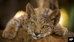 FILE - An Iberian lynx kitten is photographed in Doñana National Park in Aznalcazar, Spain, on Sept. 28, 2018. 