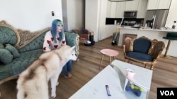 เคลลี แอนเดอร์สัน และ "โกสต์" สุนัขพันธุ์ไซบีเรียที่เธอหวังจะได้ทำการโคลนในอนาคต