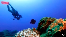 Bleached coral sits next to healthy coral during a scuba dive at the Flower Garden Banks National Marine Sanctuary, off the coast of Galveston, Texas, Sept. 15, 2023.