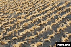 دو هزار سرِ قوچ مومیایی‌شده در معبد رامسس دوم که از سوی تیم تحقیقاتی انستیتوی مطالعه جهان باستان دانشگاه نیویورک کشف شد