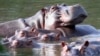 Colombia Hopes Sterilization, Transfer, Euthanasia Will Curb Hippos 