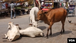 Homeless cows roam the streets of Hindu holy city Mathura, north India, April 19, 2022. In Hindu-majority India, cow slaughter is banned in many states where homeless cows roam in the open. (Shaikh Azizur Rahman/VOA)