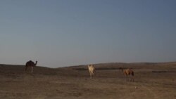 Families Mourn Lost Children in Israel-Hamas War 