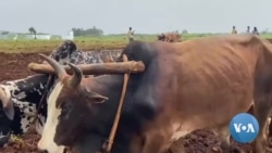 የአፈር ማዳበሪያ ጥያቄያቸው ያልተመለሰላቸው የዐማራ ክልል አርሶ አደሮች ስጋት አይሏል