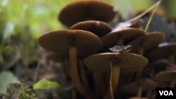 Gljive mogu da pomognu u smanjenju rizika od šumskih požara. (Foto:VOA)