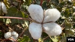 O'zbekiston paxta dalalarida, sentabr, 2023 