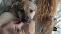 Ukrainians honored for saving animals during war