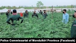 លោក​ឧត្តមសេនីយ៍ទោ ឡោ សុខា ស្នងការ​នគរបាល​ខេត្ត​មណ្ឌលគិរី ដឹកនាំ​កម្លាំង​ចុះ​ទៅ​បង្ក្រាប​ទីតាំង​ដាំ​កញ្ឆា​និង​បាន​ឃាត់​ខ្លួន​ជនសង្ស័យ​២នាក់។