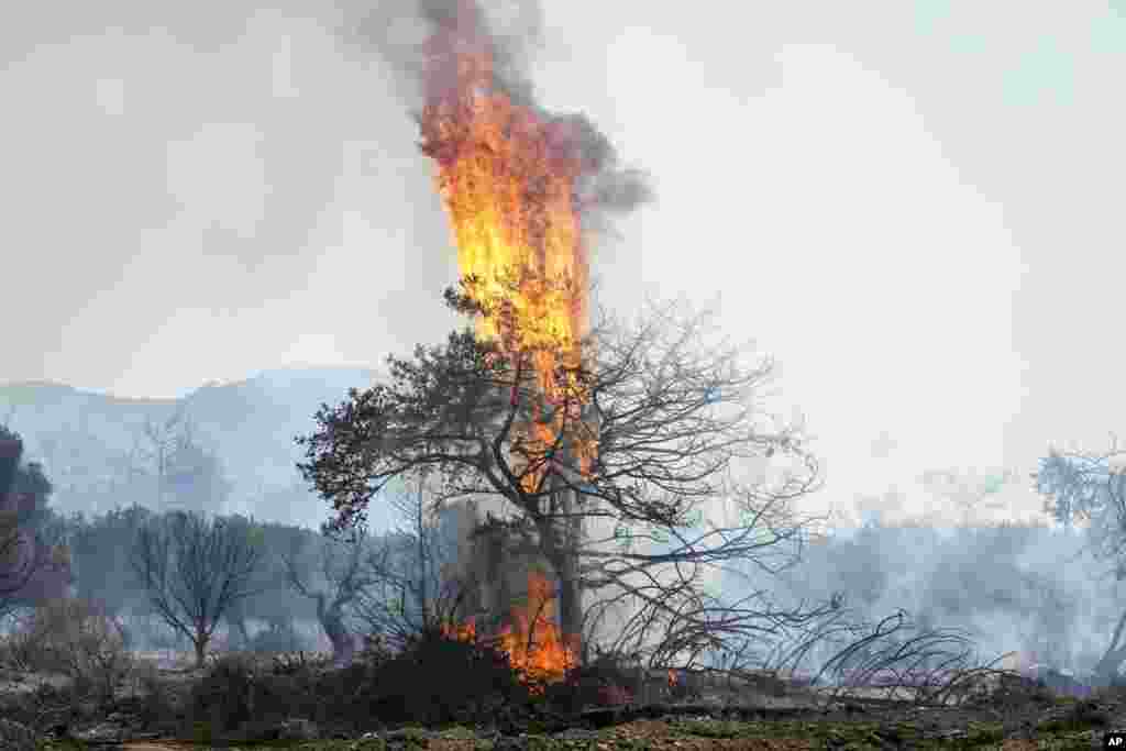 Flames burn a tree in Vati village, on the Aegean Sea island of Rhodes, southeastern Greece, July 25, 2023.&nbsp;A third successive heat wave in Greece pushed temperatures back above 40&deg;&nbsp;C (104&deg; F) across parts of the country following more nighttime evacuations from fires that have raged out of control for days.&nbsp;