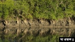 ভারতের পশ্চিমবঙ্গের সুন্দরবন।