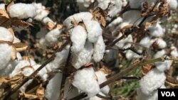 Farg'ona viloyati paxtazorlaridan, 3-sentabr, 2023 