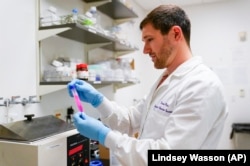 Research scientist Kevin Potts checks on a plastic plate at UW Medicine's Cancer Vaccine Institute Thursday, May 25, 2023, in Seattle. (AP Photo/Lindsey Wasson)
