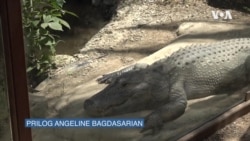 Krijumčarenje divljih životinja tema izložbe u Los Anđelesu