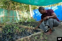 T. P. Murukesan inspects mangrove saplings that he grew at his home nursery on Vypin Island in Kochi, Kerala state, India, on March 5, 2023.