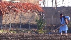 خشکسالی و کاهش حاصلات در بلخ؛ دهقانان نگران اند