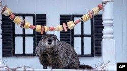 Mrmot izlazi iz svog skrovišta, 2. februara 2024.