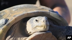 Gertie, an endangered Bolson tortoise, is shown to a group of state and federal wildlife officials during a trip to Ted Turner's Armendaris Ranch in Engle, N.M., on Friday, Sept. 22, 2023. (AP Photo/Susan Montoya Bryan)