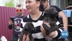 Volunteers Help Evacuate Pets From Ukraine’s Donbas Region 