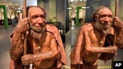 FILE - A reconstructed representation of a Homo neanderthalensis is reflected in a mirror at the Neanderthal Museum in Mettmann, Germany, located at the site of the first Neanderthal man discovery, July 3, 2019.