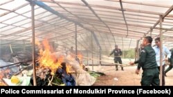 ដើម​កញ្ឆា​ត្រូវ​បាន​ដុត​កម្ទេច​ក្នុង​អំឡុងការ​ចុះ​ទៅ​បង្ក្រាប​ទីតាំង​ដាំ​កញ្ឆា​មួយកន្លែង​ កាល​ពី​ថ្ងៃ​ទី​១៥ ខែ​មេសា នៅ​ខេត្ត​មណ្ឌលគិរី។