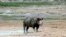 FILE - A rhino is seen in Etosha National Park, Namibia, March 4, 2007. The park is home to the highest concentration of black rhinos in the world.