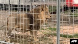 Le gouvernement sud-africain avait déjà annoncé en 2021 son intention d'interdire l'élevage de lions destinés à la chasse et une commission ad hoc a planché sur la question ces deux dernières années.