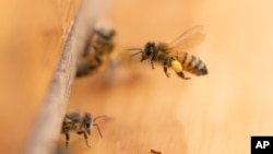 A bee arrives at a hive on the roof of the Warren Rudman U.S. Court House, May 5, 2023, in Concord, N.H.